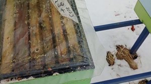 зимние работы в ульях лысонь.