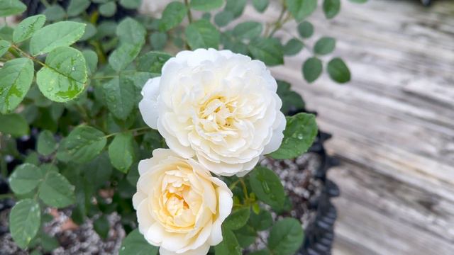 Nye Bevan - 2023 DA Introduction смотреть онлайн