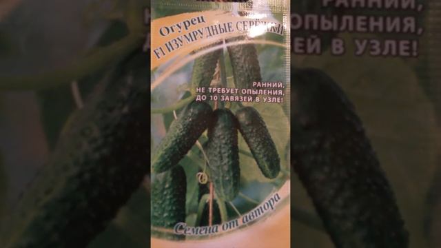 Семена огурца - сорт Изумрудные серёжки (гибридный)