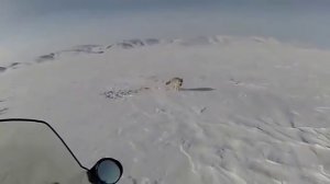 Волк напал на человека