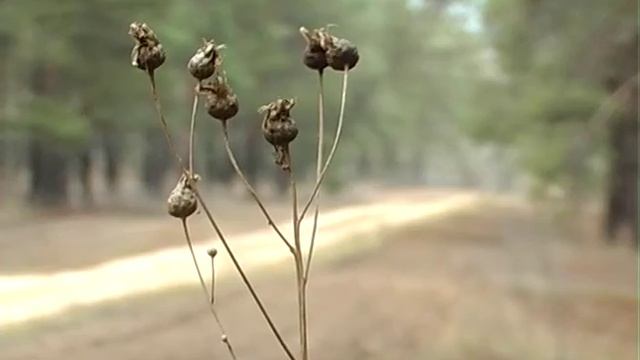как растут сосны, сосновый лес, Олешківська пустеля, Олешки смотреть онлайн