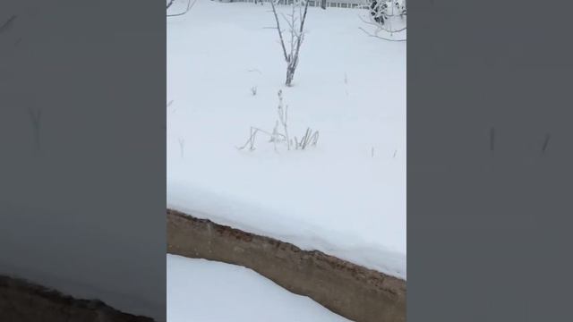 Зима . Дача утонула в снегу. Берёзы  покрыты инеем. А на душе тепло.
