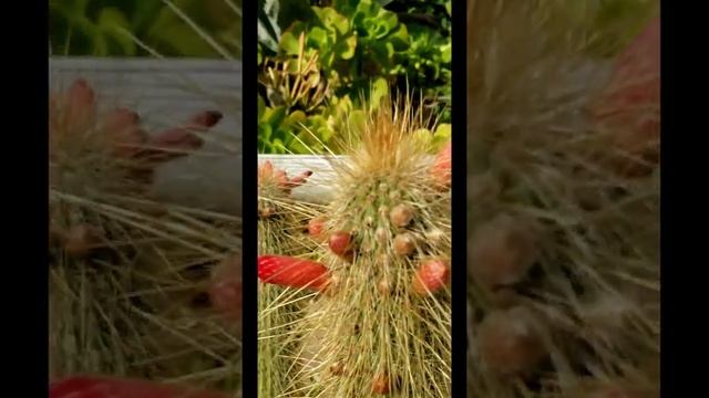 Incredible Cleistocactus Flower