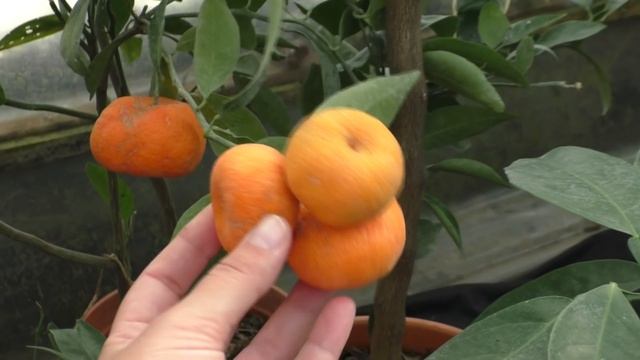 Наша небольшая теплица. Всё очень скромно. Цитрусовый сад. Suncitrus.ru смотреть онлайн