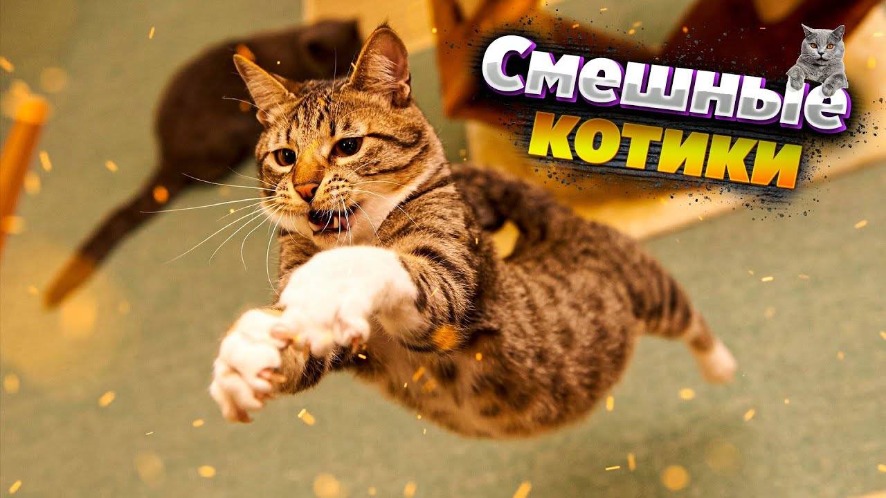 СМЕШНЫЕ КОТЫ 2024 ЛУЧШИЕ ПРИКОЛЫ С КОТАМИ, КОШКИ, ЖИВОТНЫЕ