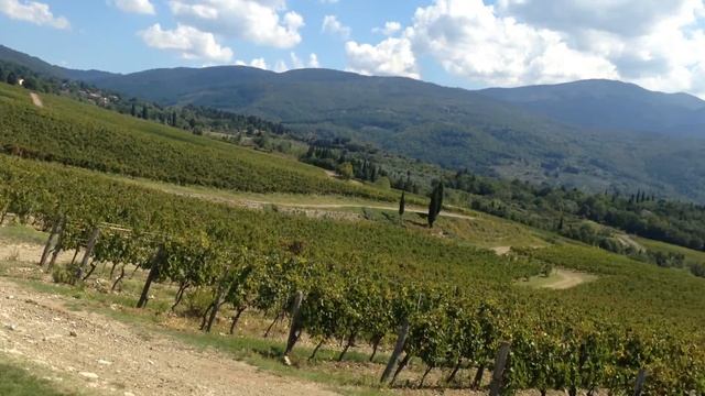 Итальянские виноградники смотреть онлайн