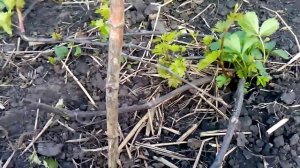 Мой опыт применения препарата БАЙКАЛА М1 на винограде