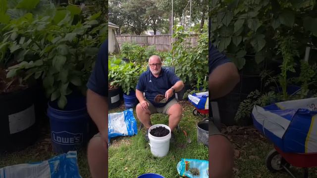 How to Grow Pineapple from Store Bought Fruit! смотреть онлайн