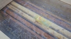 подсадка чистопородной матки карника островного облёта первый опыт подсадки на выходящий расплод