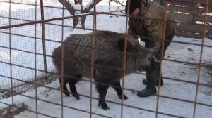 кабан атакует