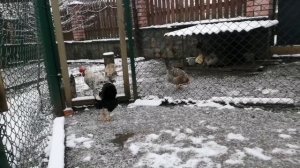 Яйценоскость кур зимой