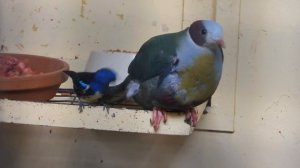 What is this? Turquoise Tanager versus Yellow-breasted Fruit-pigeon