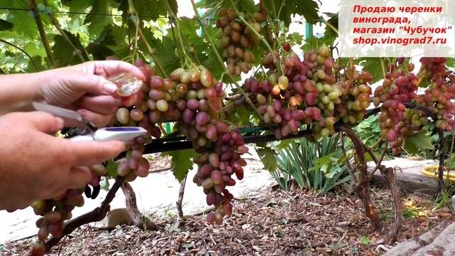 Виноград Полонез 50- удивит крупной гроздью и красивыми крупными ягодами, поразит вкусом.