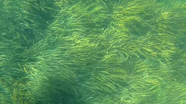 Экшн-камера. Китайский аналог Go Pro. Съемка под водой смотреть онлайн