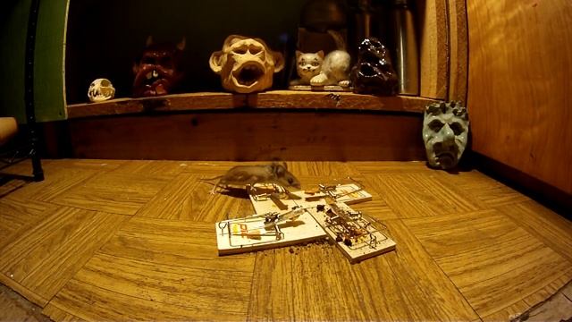 Double Trap Mouse Death Pinwheel Trap Set смотреть онлайн