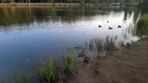 Утки и ондатра