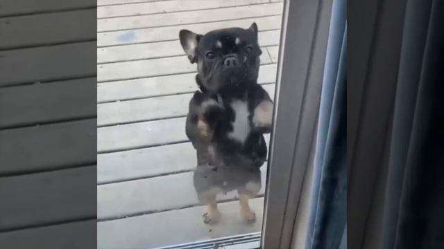 собачька танцует для своей любимой хозяйки смотреть онлайн