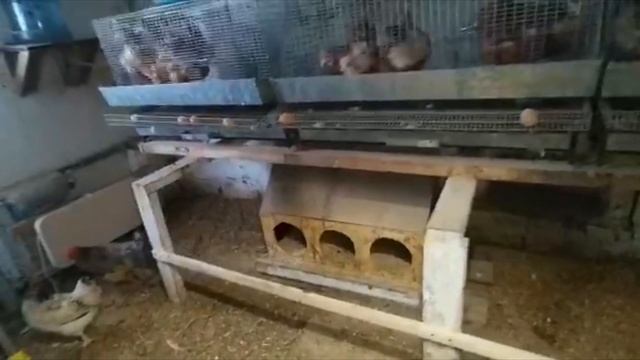 Новости из курятника в марте. Гилянская порода кур. "Мое Подворье" смотреть онлайн