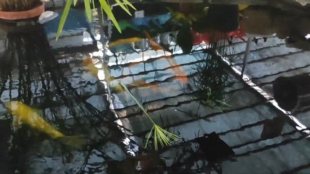 №769/ МОРЕ шикарных ОРХИДЕЙ к дню УЧИТЕЛЯ в с/ц на АТАРБЕКОВА смотреть онлайн