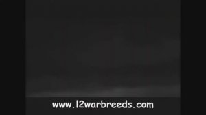 L2 WarBreeds 2011