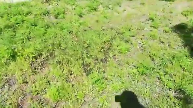 В Ростове засыхает парк Левобережный построенный почти за 1 миллиард рублей. Часть 2 смотреть онлайн