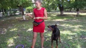 Игра с лазерной указкой или как свести собаку с ума?