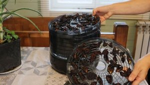 Обзор электросушилки Марта
