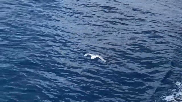 Чайки в открытом море смотреть онлайн