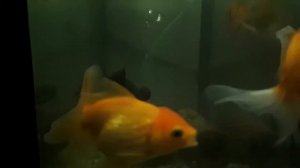 Золотые рыбки Телескоп и Оранды