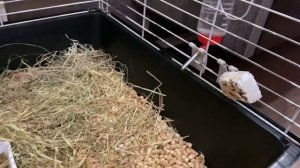 Морская свинка. Содержание и уход.