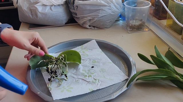 Пресаждане на фаленопсис и катлея без корени смотреть онлайн