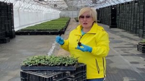 ЧАСТЬ 1 Циклы выращивания гортензии