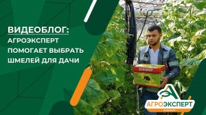 Агроэксперт помогает выбрать шмелей для дачи