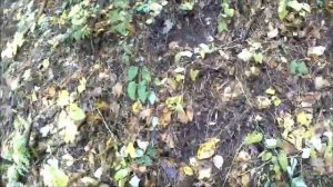 Покажу вам где обитают маслята