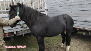 Лошади рынок Лошадей Урус-мартан, Чечня.