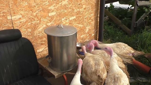 Индюки - просто доброе кино ? ? смотреть онлайн