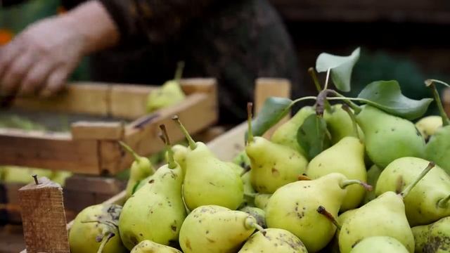 Сушка фруктов в глиняной печи  Азербайджанская Кухня Деревенская Кухня  Рецепты