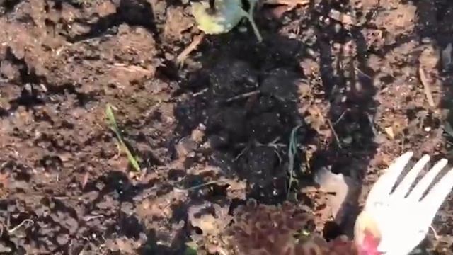 Коллекция колеусов, август 2022. 3 часть смотреть онлайн