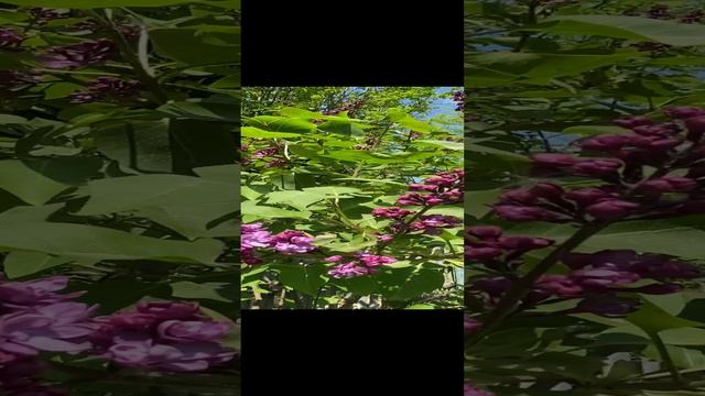 Шведская сирень цветет смотреть онлайн