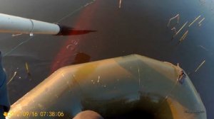 Ловля карпа сетями на частном водоеме.