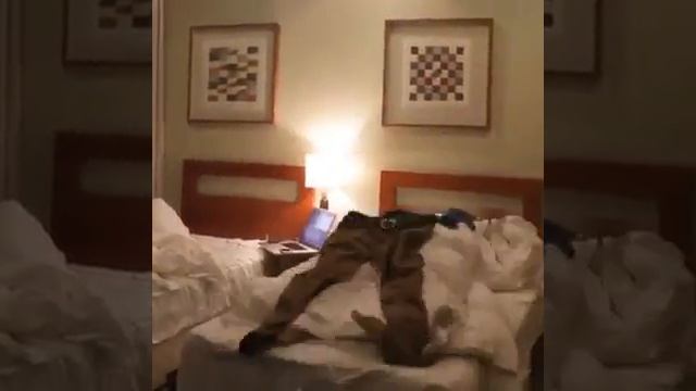 Как я быстро ложусь спать by смотреть онлайн