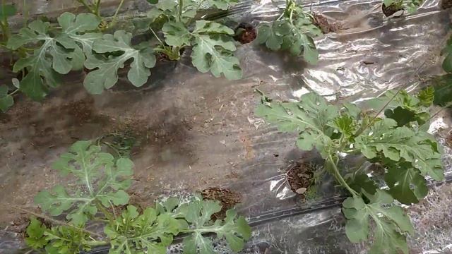 28.05.2022 арбузы по новому способу смотреть онлайн