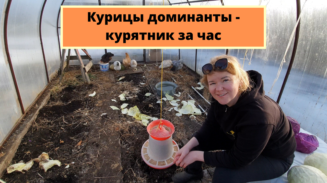 Курицы доминанты - временный курятник за час из теплицы (история продолжается...)