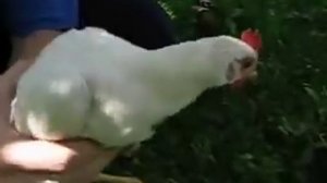 Куриный стабилизатор изображения