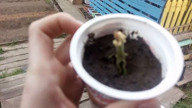 приколы на нашей даче смотреть онлайн