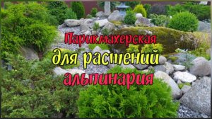 Парикмахерская для растений альпинария