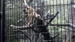 Golden Monkey im Shanghai Zoo
