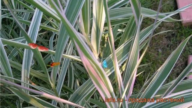 Фалярис тростниковый Триколор (phalaris tricolor) ? обзор: как сажать, рассада фаляриса Триколор