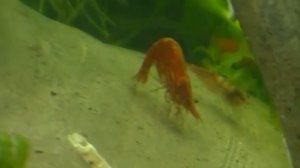 Креветки Черри