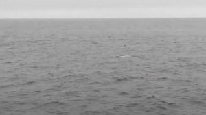 белый медведь плывет в открытом океане